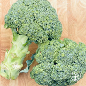 Bio Broccoli-2