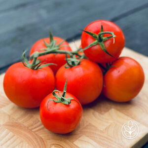 Tros-tomaat-groot